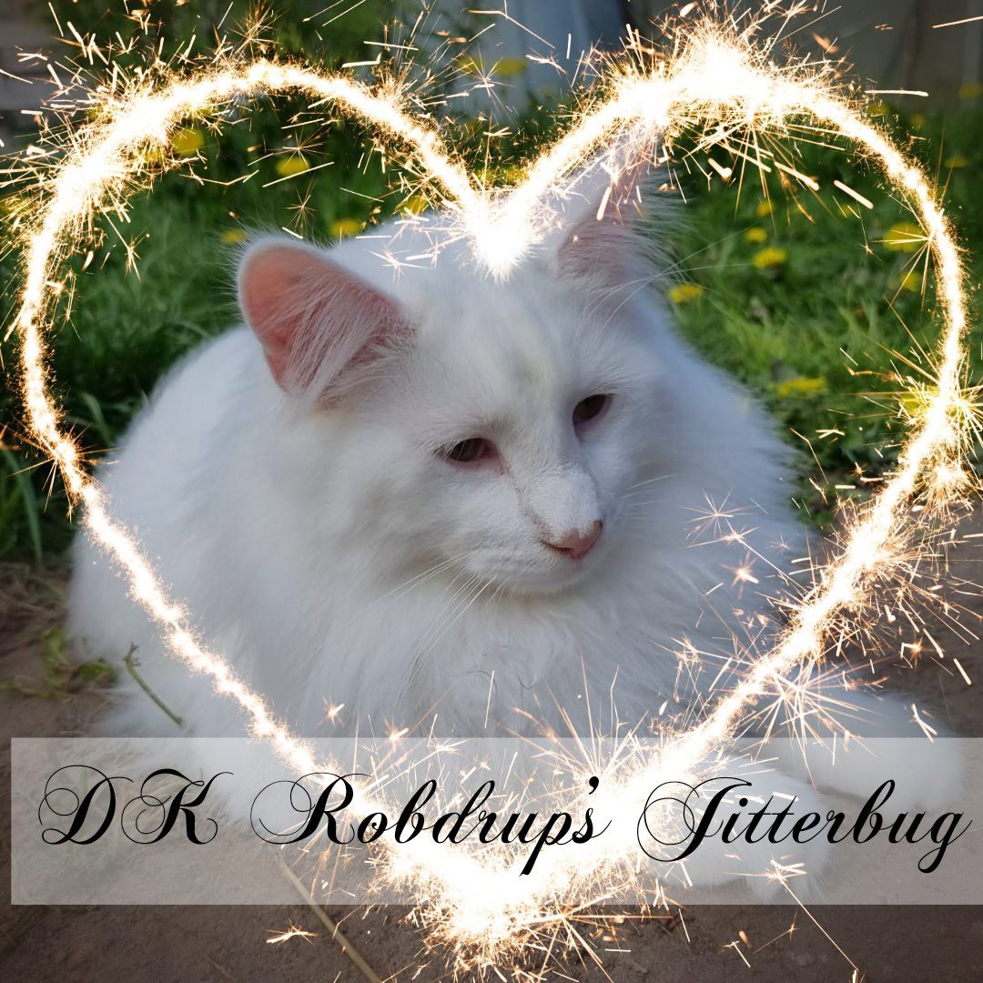 Jitterbug
